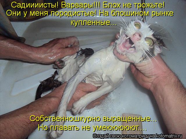 Котоматрица: Садиииисты! Варвары!!! Блох не трожьте!  Они у меня породистые! На блошином рынке  купленные... Собственношкурно выращенные... Но плавать не ум