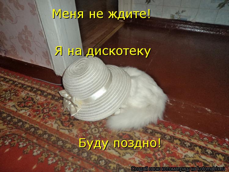 Котоматрица: Меня не ждите! Я на дискотеку  Буду поздно!