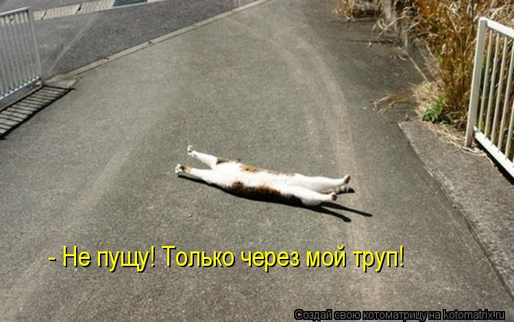 Котоматрица: - Не пущу! Только через мой труп!