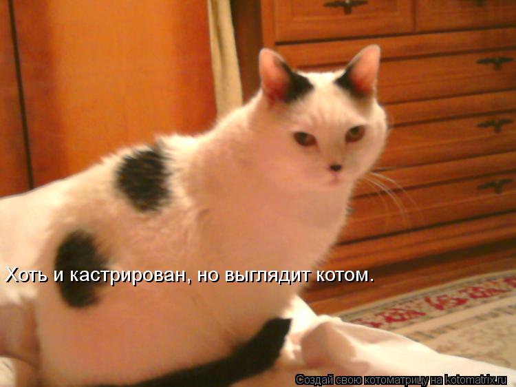 Котоматрица: Хоть и кастрирован, но выглядит котом.