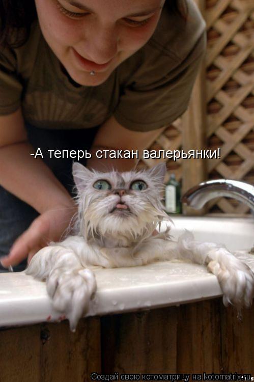 Котоматрица: -А теперь стакан валерьянки!