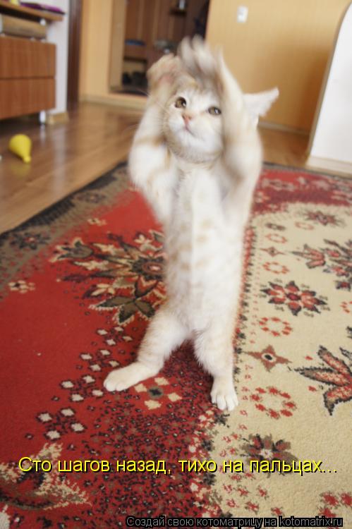 Котоматрица: Сто шагов назад, тихо на пальцах...