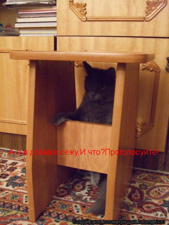 Котоматрица: А я в домике сежу.И что?Проголосуйте!