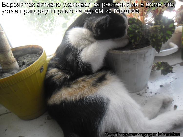 Котоматрица: Барсик так активно ухаживал за растениями в доме,что, устав,прикорнул прямо на одном из горшков.