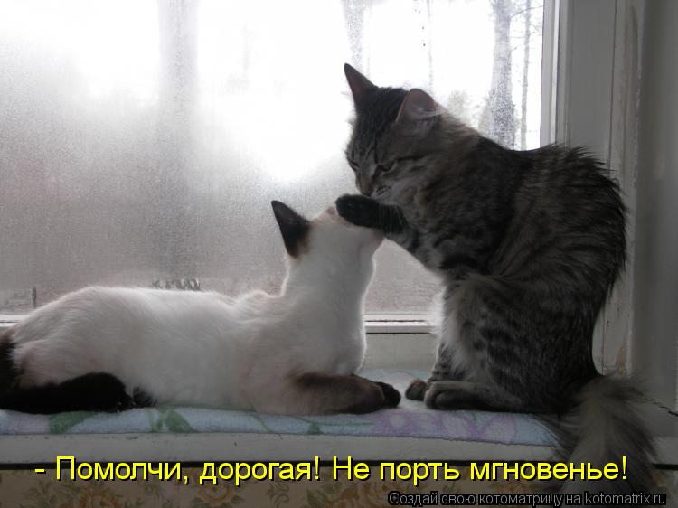 Котоматрица: - Помолчи, дорогая! Не порть мгновенье!