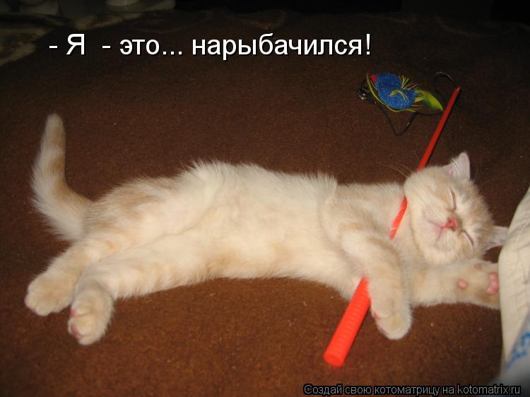 Котоматрица: - Я  - это... нарыбачился!