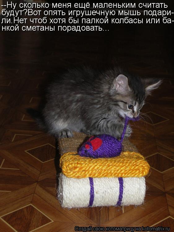 Котоматрица: --Ну сколько меня ещё маленьким считать  будут?Вот опять игрушечную мышь подари- ли.Нет чтоб хотя бы палкой колбасы или ба- нкой сметаны пора