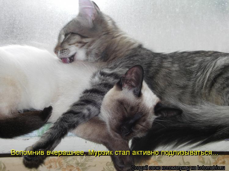 Котоматрица: Вспомнив вчерашнее, Мурзик стал активно подлизываться...