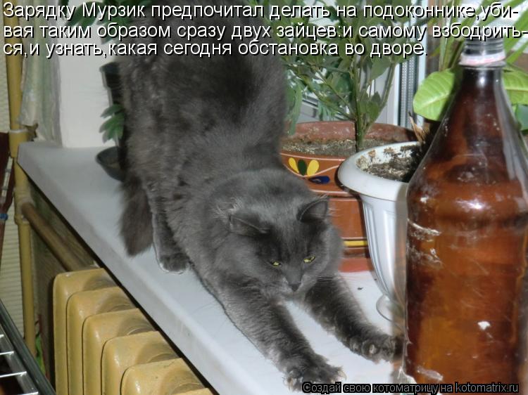 Котоматрица: Зарядку Мурзик предпочитал делать на подоконнике,уби- вая таким образом сразу двух зайцев:и самому взбодрить- ся,и узнать,какая сегодня обс