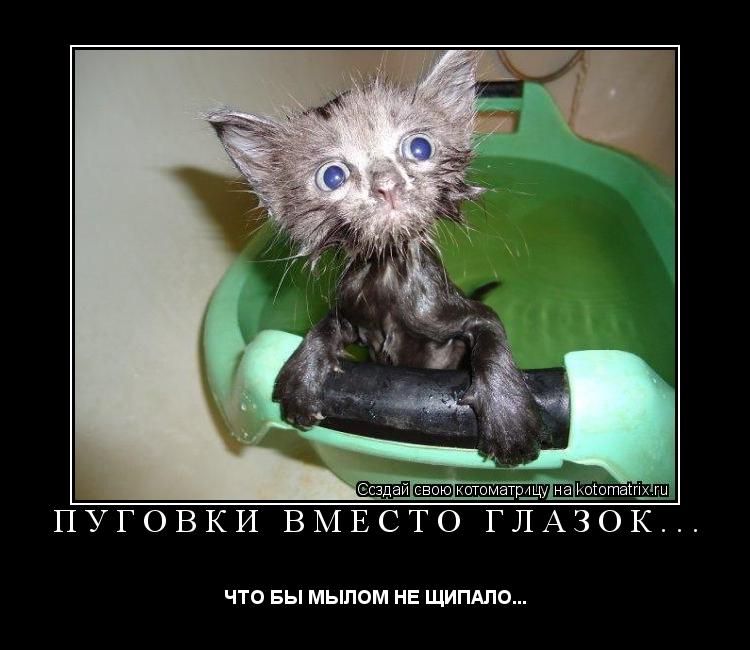 Котоматрица: ПУГОВКИ ВМЕСТО ГЛАЗОК... ЧТО БЫ МЫЛОМ НЕ ЩИПАЛО...