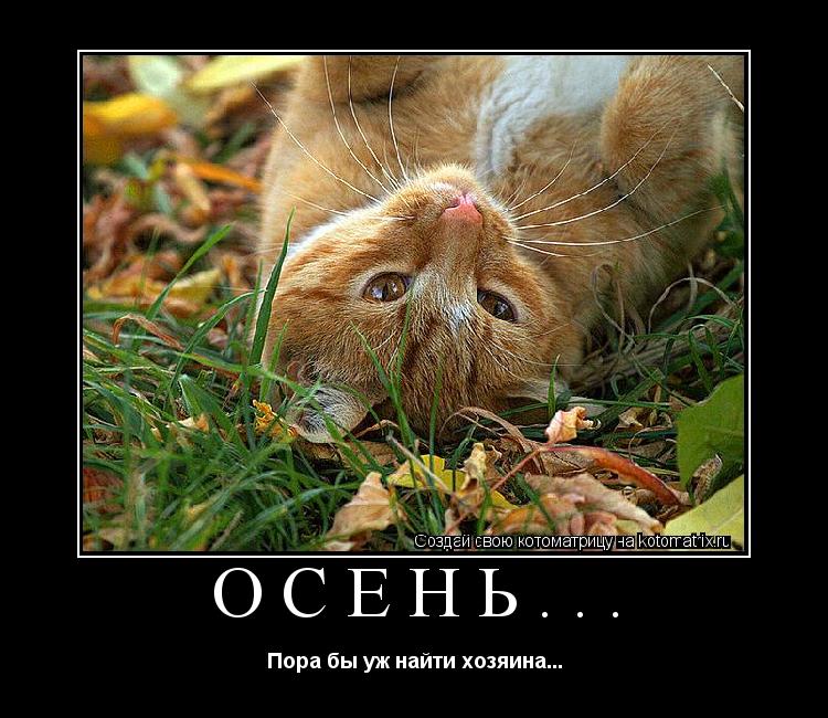 Котоматрица: Осень... Пора бы уж найти хозяина...
