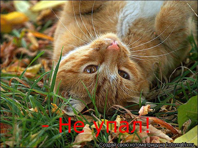 Котоматрица: - Не упал!