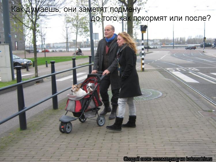 Котоматрица: Как думаешь, они заметят подмену  до того,как покормят или после?