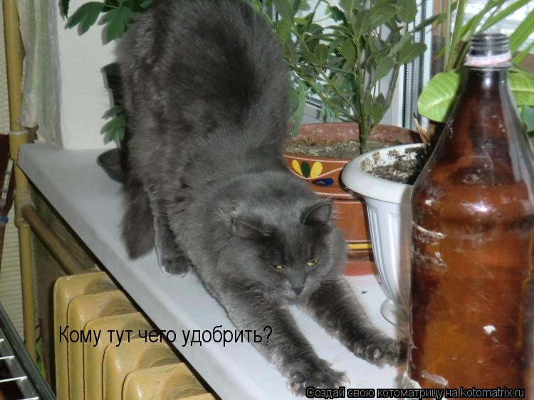 Котоматрица: Кому тут чего удобрить?