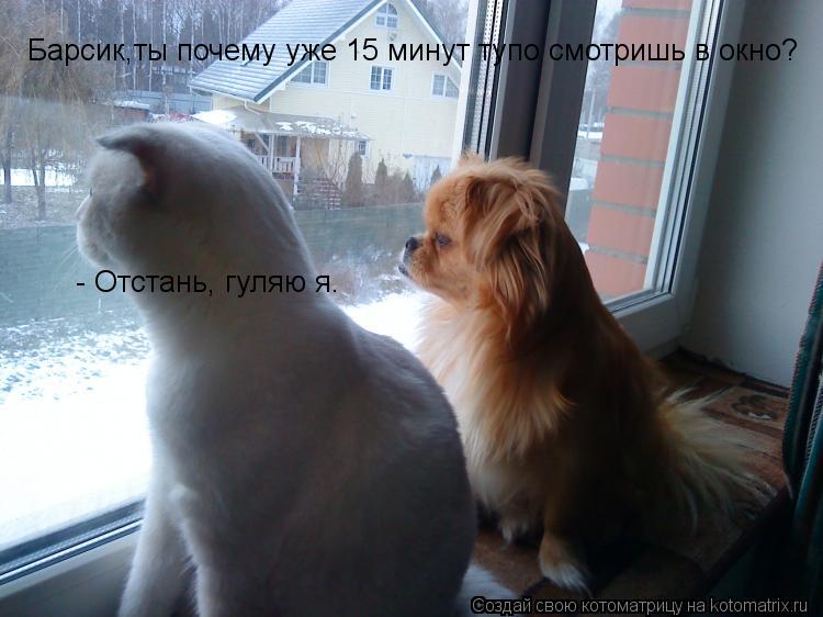 Котоматрица: Барсик,ты почему уже 15 минут тупо смотришь в окно? - Отстань, гуляю я.