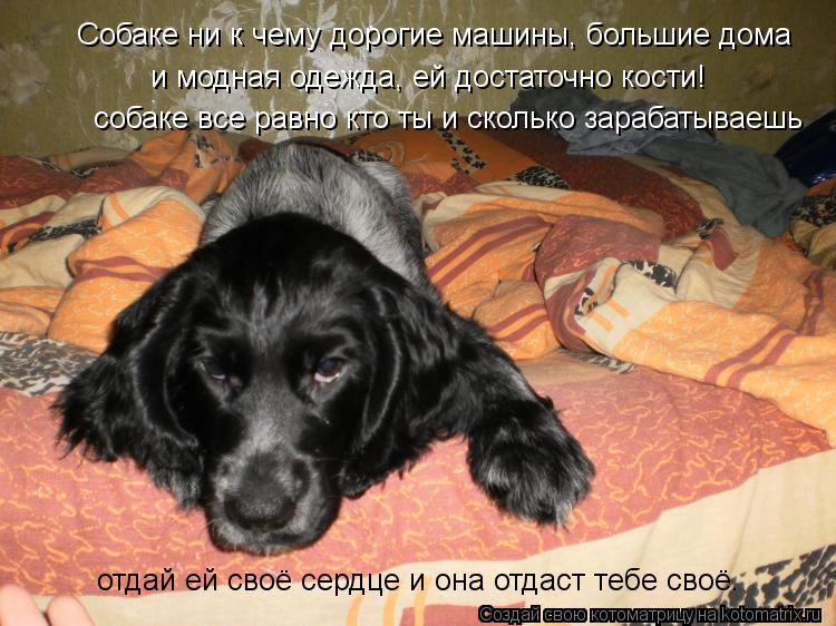Котоматрица: Собаке ни к чему дорогие машины, большие дома и модная одежда, ей достаточно кости! собаке все равно кто ты и сколько зарабатываешь отдай ей 