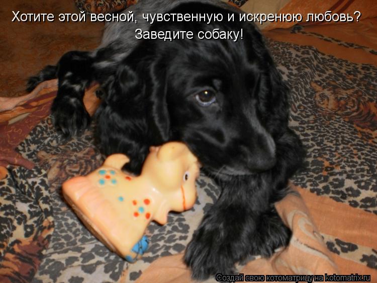 Котоматрица: Хотите этой весной, чувственную и искренюю любовь? Заведите собаку!