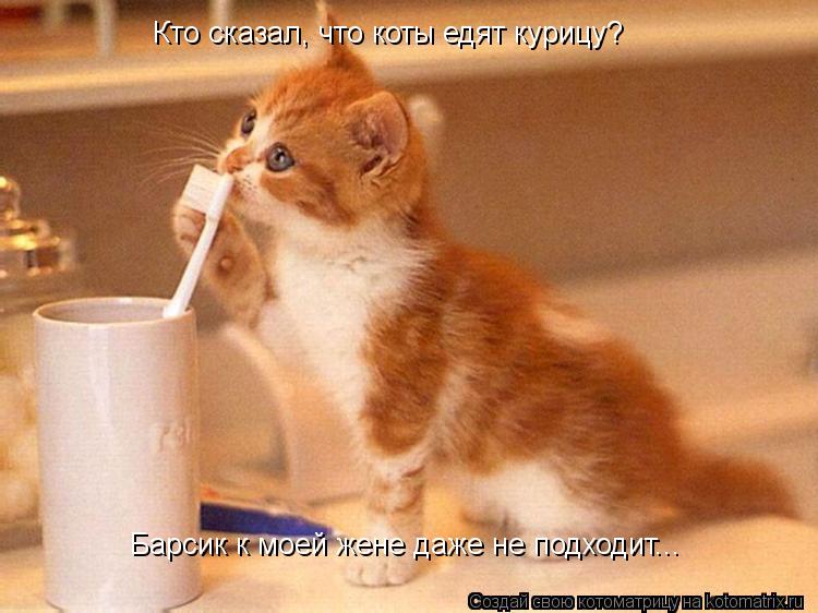 Котоматрица: Кто сказал, что коты едят курицу?  Барсик к моей жене даже не подходит...