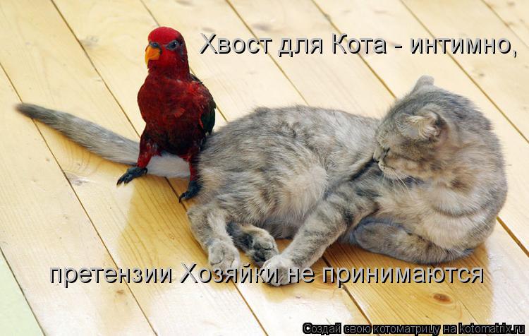 Котоматрица: Хвост для Кота - интимно, претензии Хозяйки не принимаются