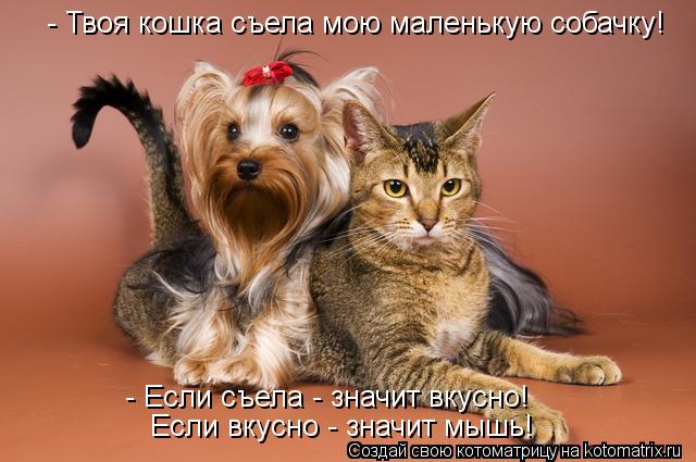 Котоматрица: - Твоя кошка съела мою маленькую собачку! - Если съела - значит вкусно!  Если вкусно - значит мышь!