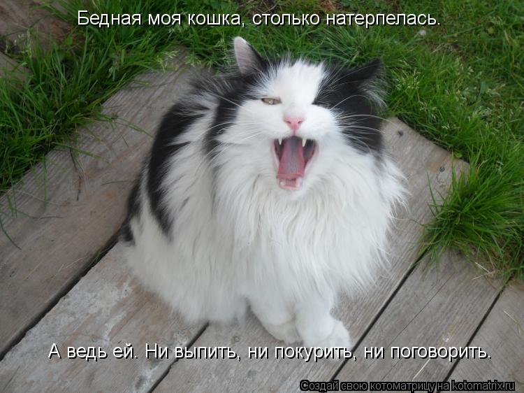 Котоматрица: Бедная моя кошка, столько натерпелась… А ведь ей… Ни выпить, ни покурить, ни поговорить…