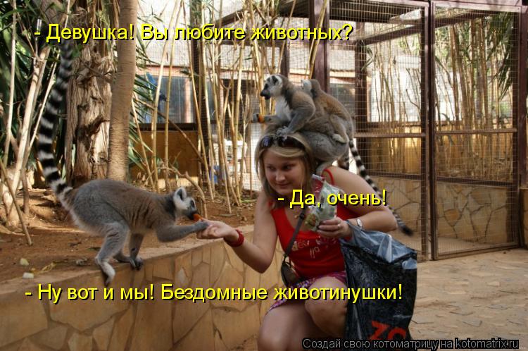 Котоматрица: - Девушка! Вы любите животных? - Да, очень! - Ну вот и мы! Бездомные животинушки!