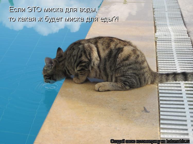 Котоматрица: Если ЭТО миска для воды,  то какая ж будет миска для еды?!