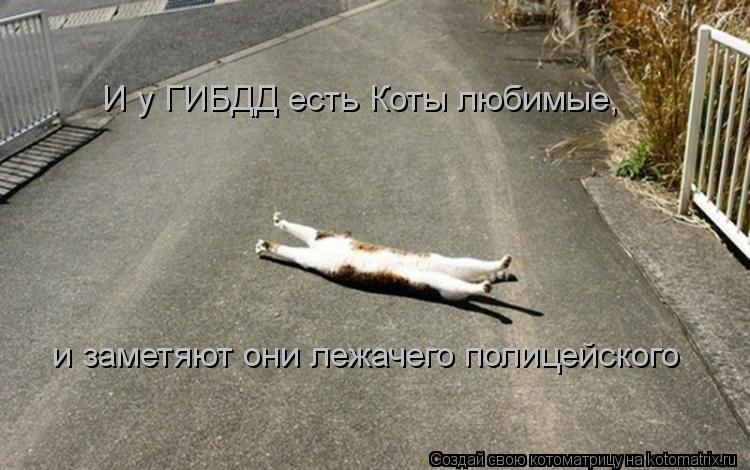 Котоматрица: И у ГИБДД есть Коты любимые, и заметяют они лежачего полицейского