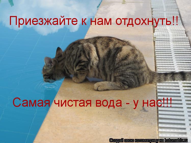 Котоматрица: Приезжайте к нам отдохнуть!! Самая чистая вода - у нас!!!
