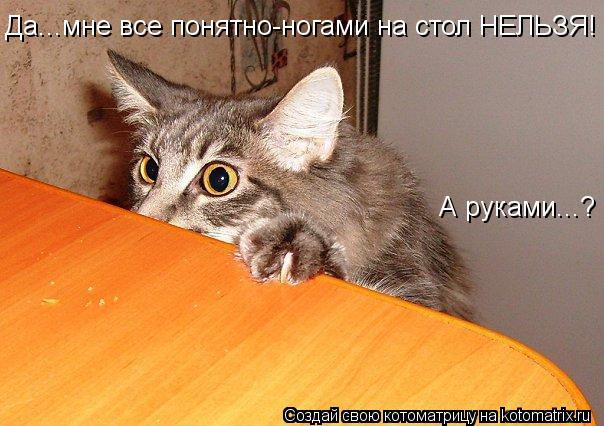 Котоматрица: Да...мне все понятно-ногами на стол НЕЛЬЗЯ!  А руками...?