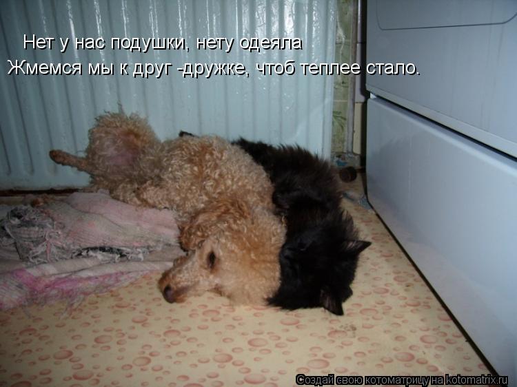 Котоматрица: Нет у нас подушки, нету одеяла Жмемся мы к друг -дружке, чтоб теплее стало.