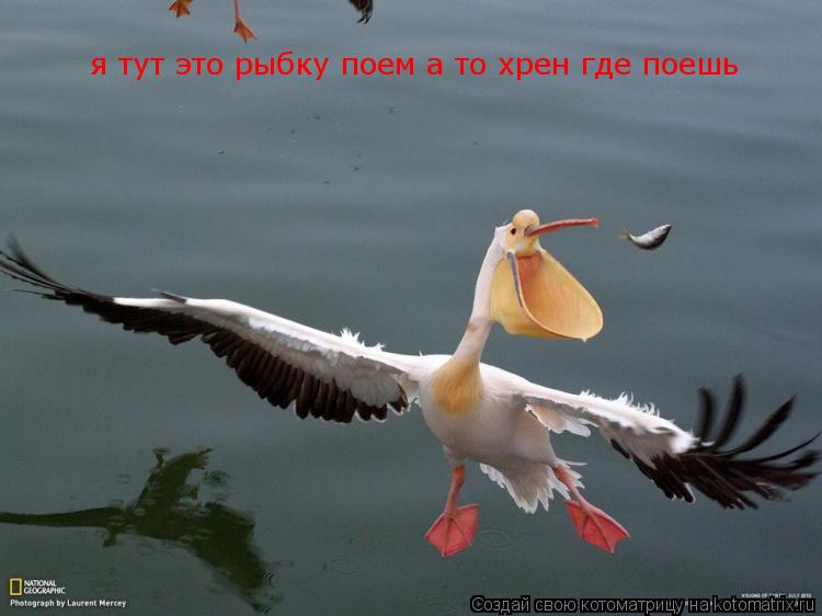 Котоматрица: я тут это рыбку поем а то хрен где поешь