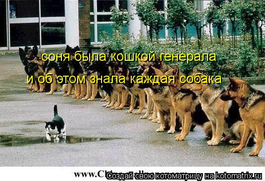 Котоматрица: соня была кошкой генерала и об этом знала каждая собака