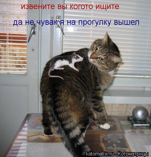 Котоматрица: извените вы когото ищите да не чувак я на прогулку вышел