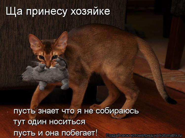 Котоматрица: Ща принесу хозяйке пусть знает что я не собираюсь тут один носиться пусть и она побегает!