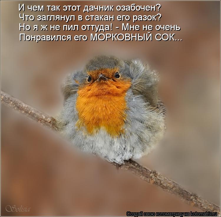 И чем так этот дачник озабочен? Что заглянул в стакан его разок? Но я ж не пил оттуда! - Мне не очень... Котоматрица: И чем так этот дачник озабочен? Что заглянул в стакан его разок? Но я ж не пил оттуда! - Мне не очень Понравился его МОРКОВНЫЙ СОК...