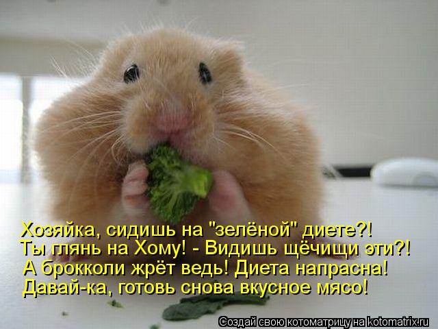 Котоматрица: Хозяйка, сидишь на "зелёной" диете?! Ты глянь на Хому! - Видишь щёчищи эти?! А брокколи жрёт ведь! Диета напрасна! Давай-ка, готовь снова вкусное