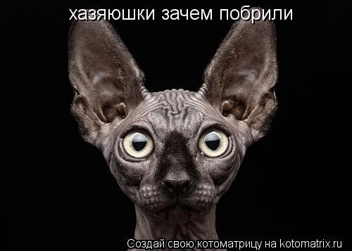 Котоматрица: хазяюшки зачем побрили