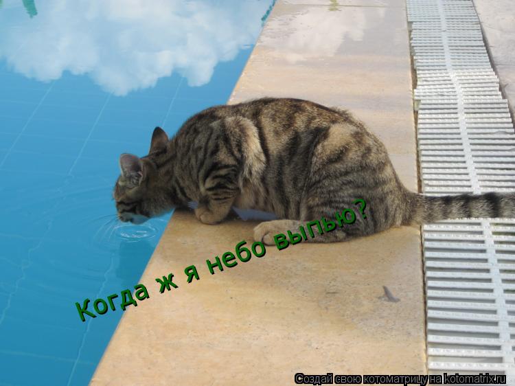 Котоматрица: Когда ж я небо выпью?