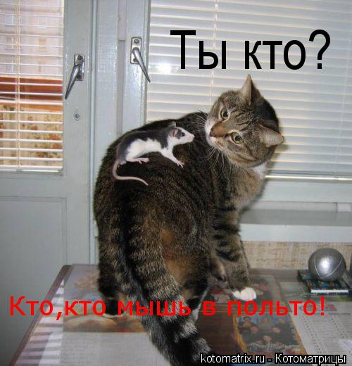 Котоматрица: Ты кто? Кто,кто мышь в польто!