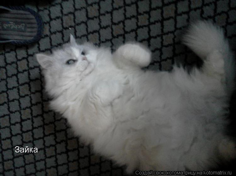 Котоматрица: Зайка