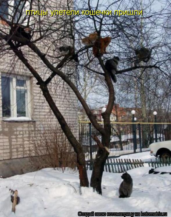 Котоматрица: птицы улетели кошечки пришли