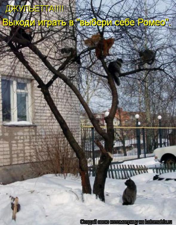 Котоматрица: ДЖУЛЬЕТТА!!!! Выходи играть в "выбери себе Ромео".