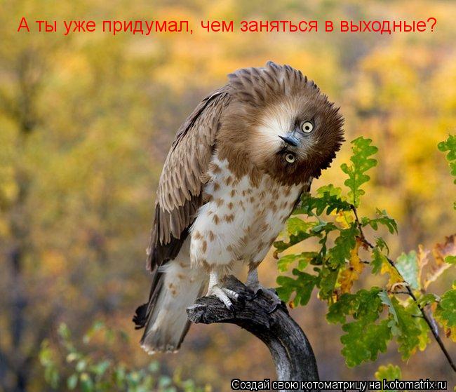 Котоматрица: А ты уже придумал, чем заняться в выходные?