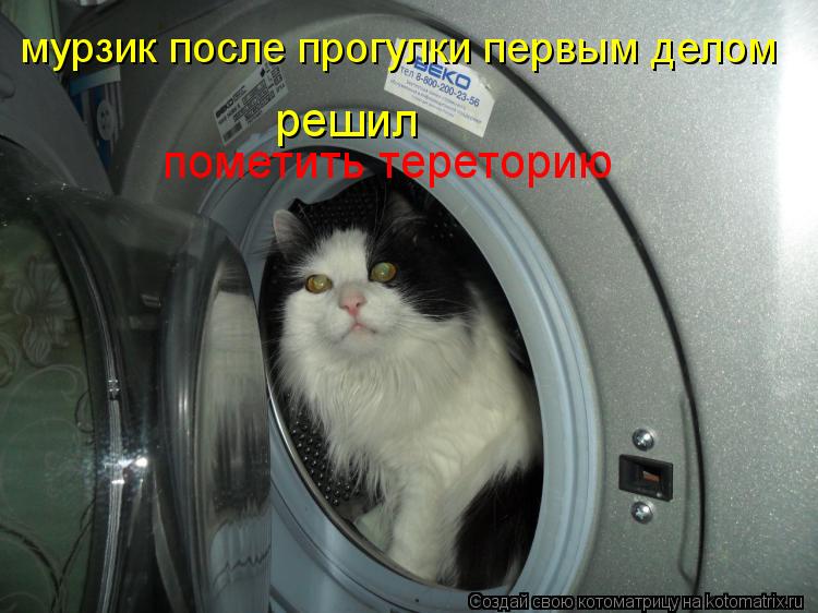 Котоматрица: мурзик после прогулки первым делом решил  пометить тереторию