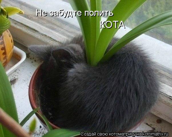Котоматрица: Не забудте полить КОТА