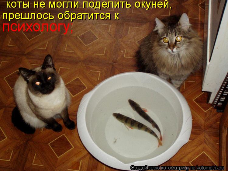 Котоматрица: коты не могли поделить окуней, прешлось обратится к психологу;