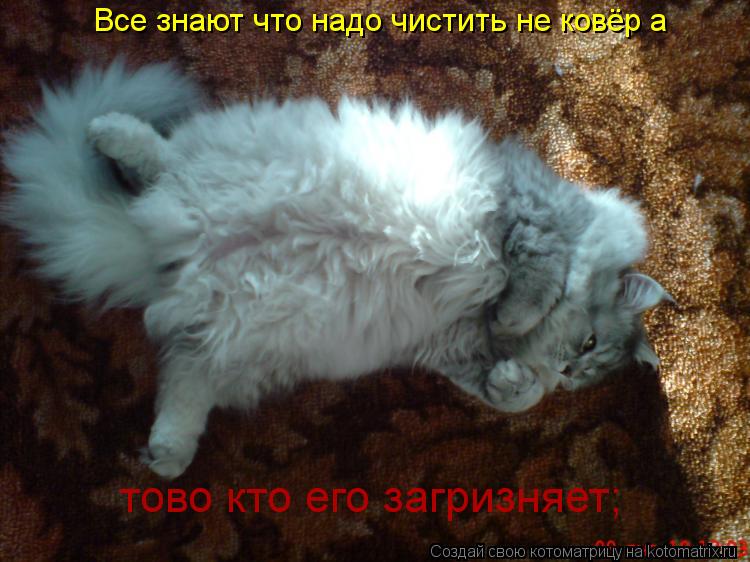 Котоматрица: Все знают что надо чистить не ковёр а тово кто его загризняет;