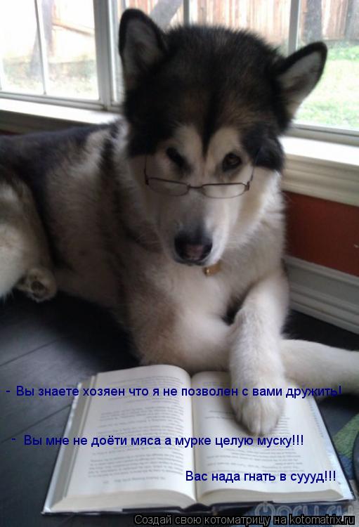Котоматрица: Вы знаете хозяен что я не позволен с вами дружить! Вы мне не доёти мяса а мурке целую муску!!! Вас нада гнать в суууд!!! - -