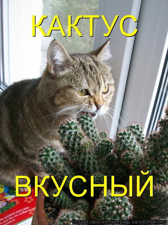 Котоматрица: КАКТУС  ВКУСНЫЙ
